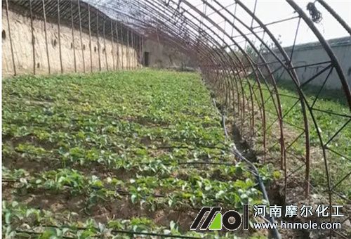 溫室施肥間隔
